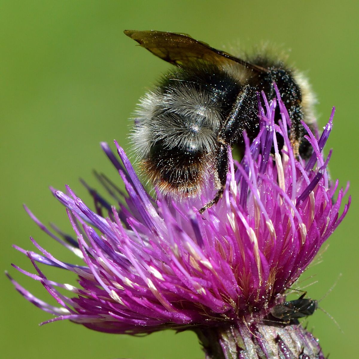 Forest Cuckoo Bee