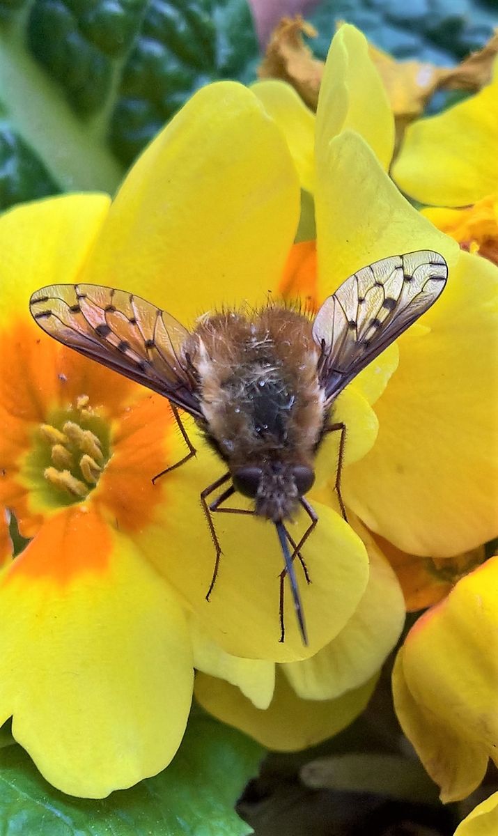 Dotted Bee-fly