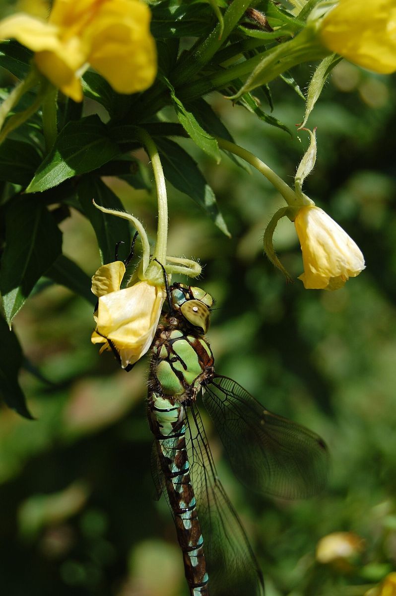 Hairy Dragonfly