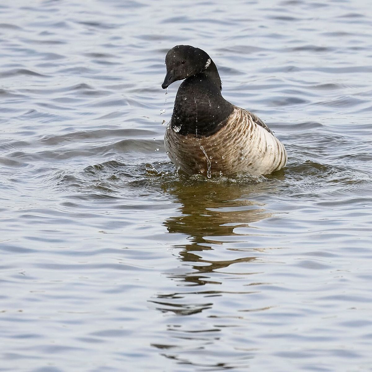 Brant