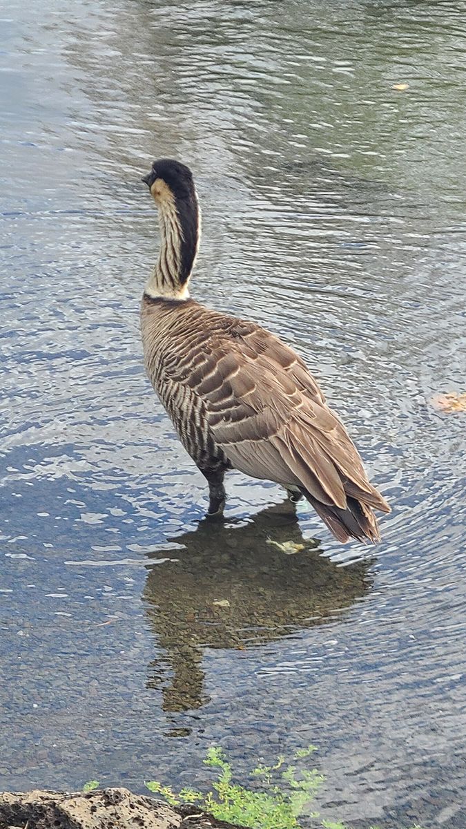 Hawaiian Goose