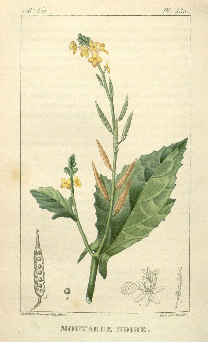 Black Mustard