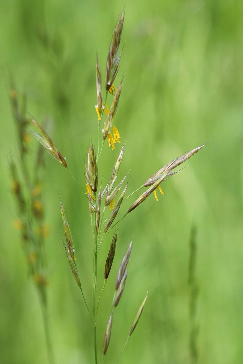 Upright Brome