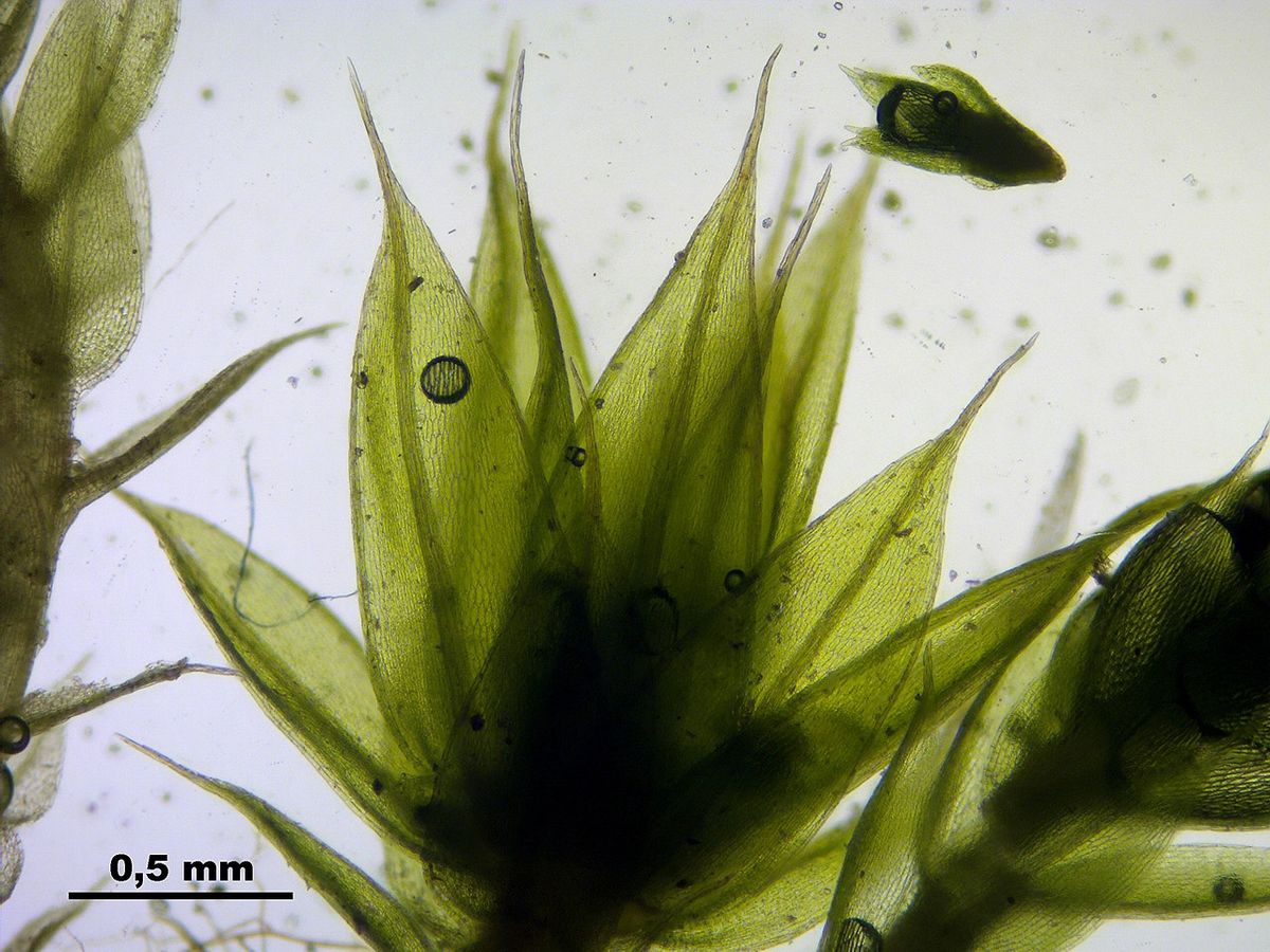 Bicoloured Bryum