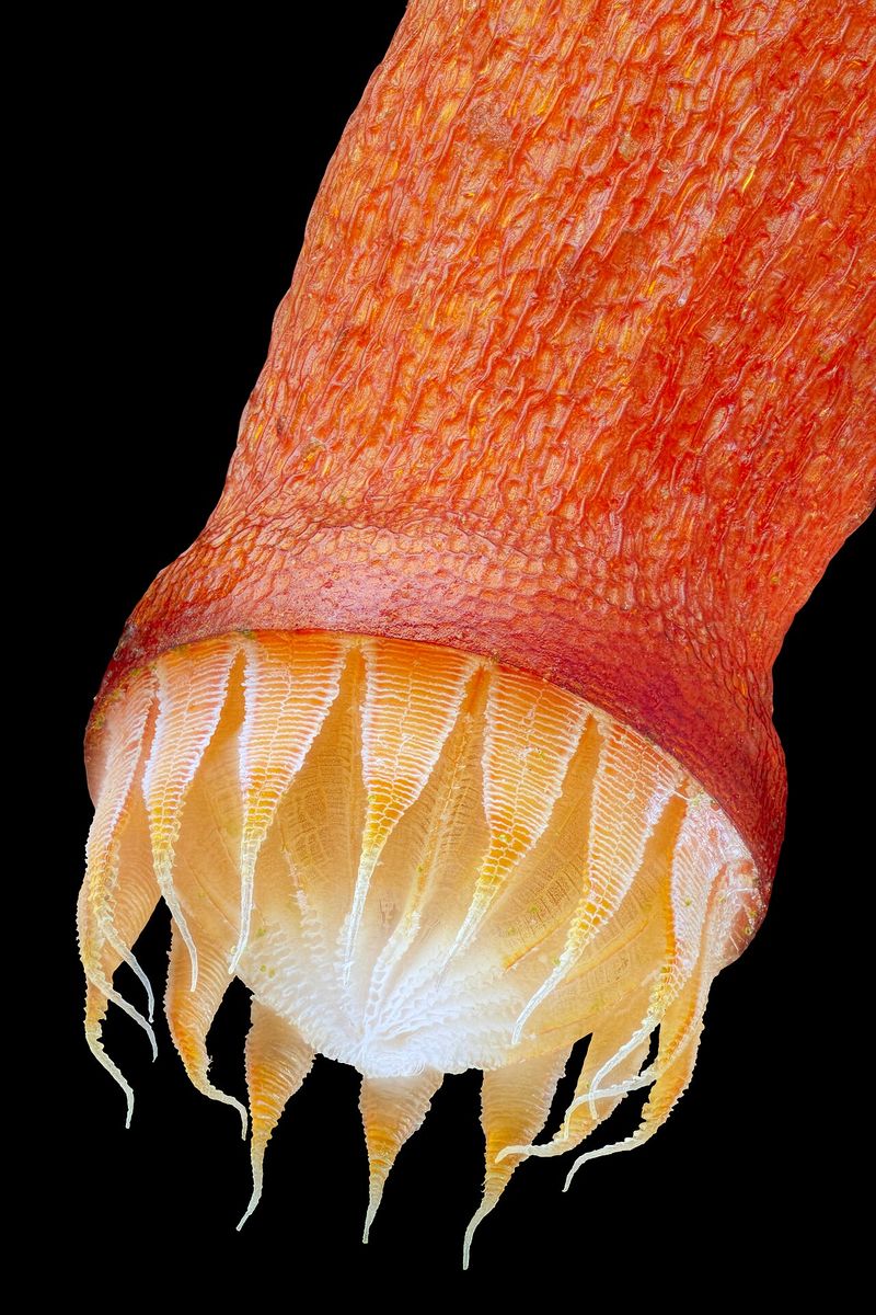 Capillary Thread-moss