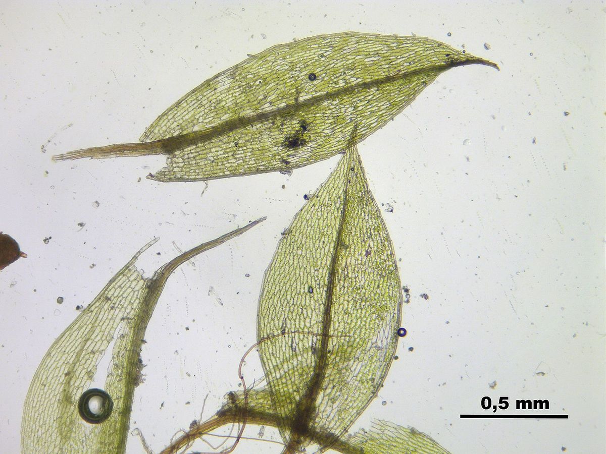 Crimson-tuber Thread-moss