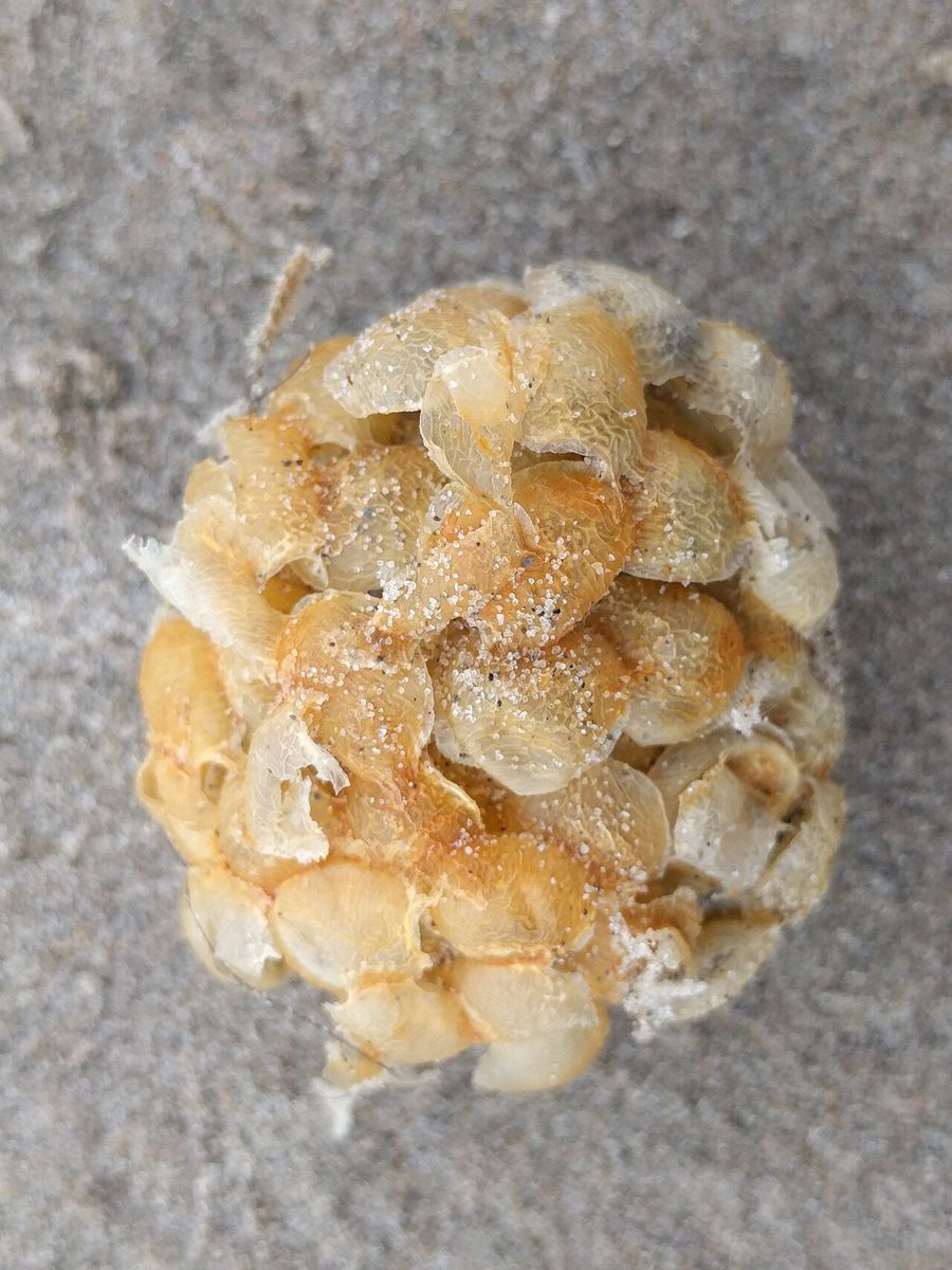 Common whelk