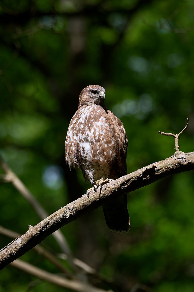 Common Buzzard