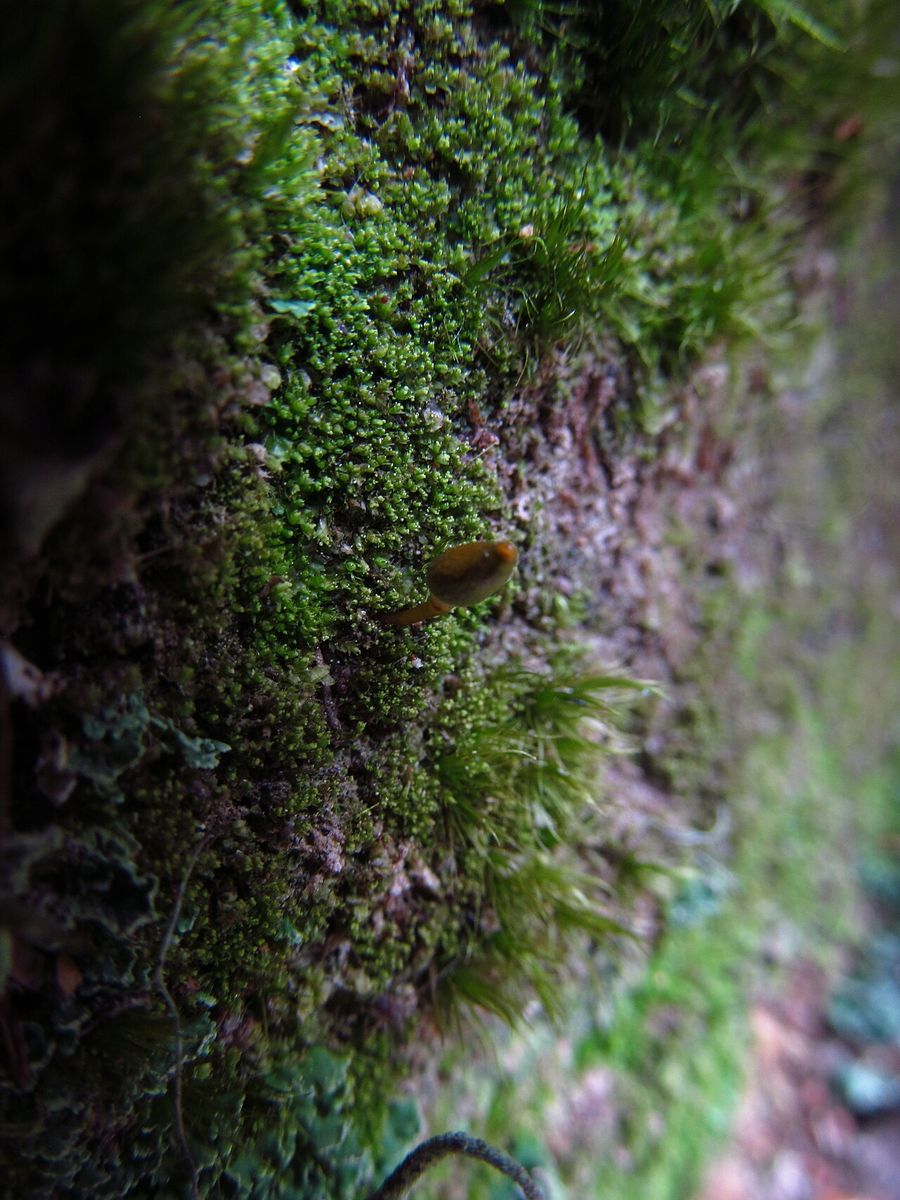 Green Shield-moss