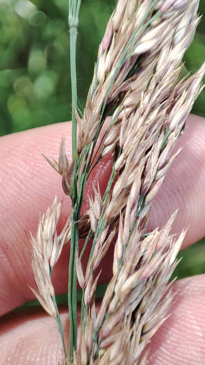 Scandinavian Small-reed