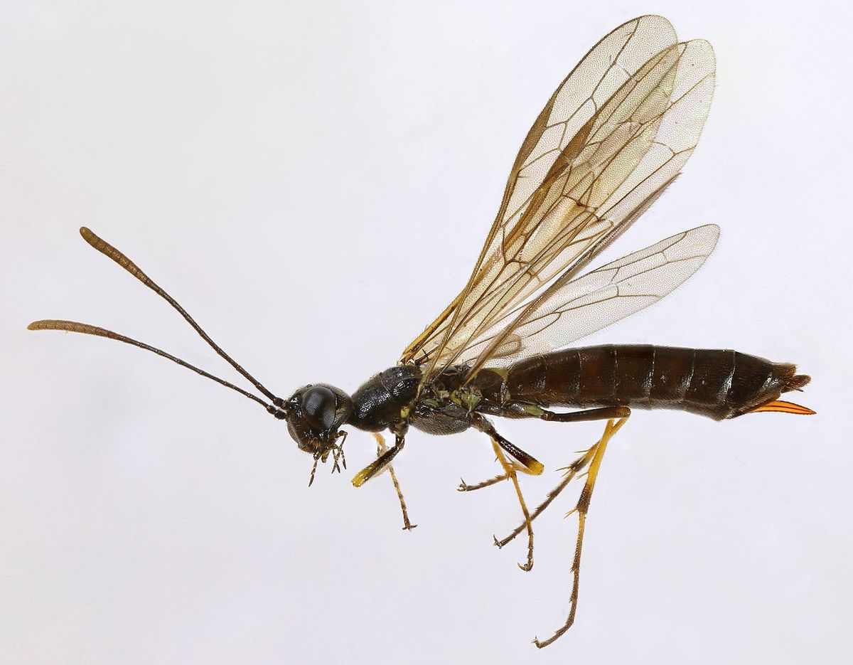 Pale-legged Stem-sawfly