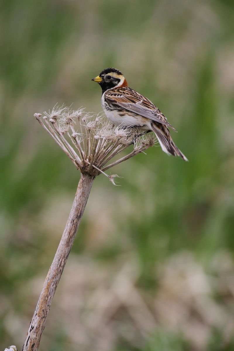 Lapland Longspur