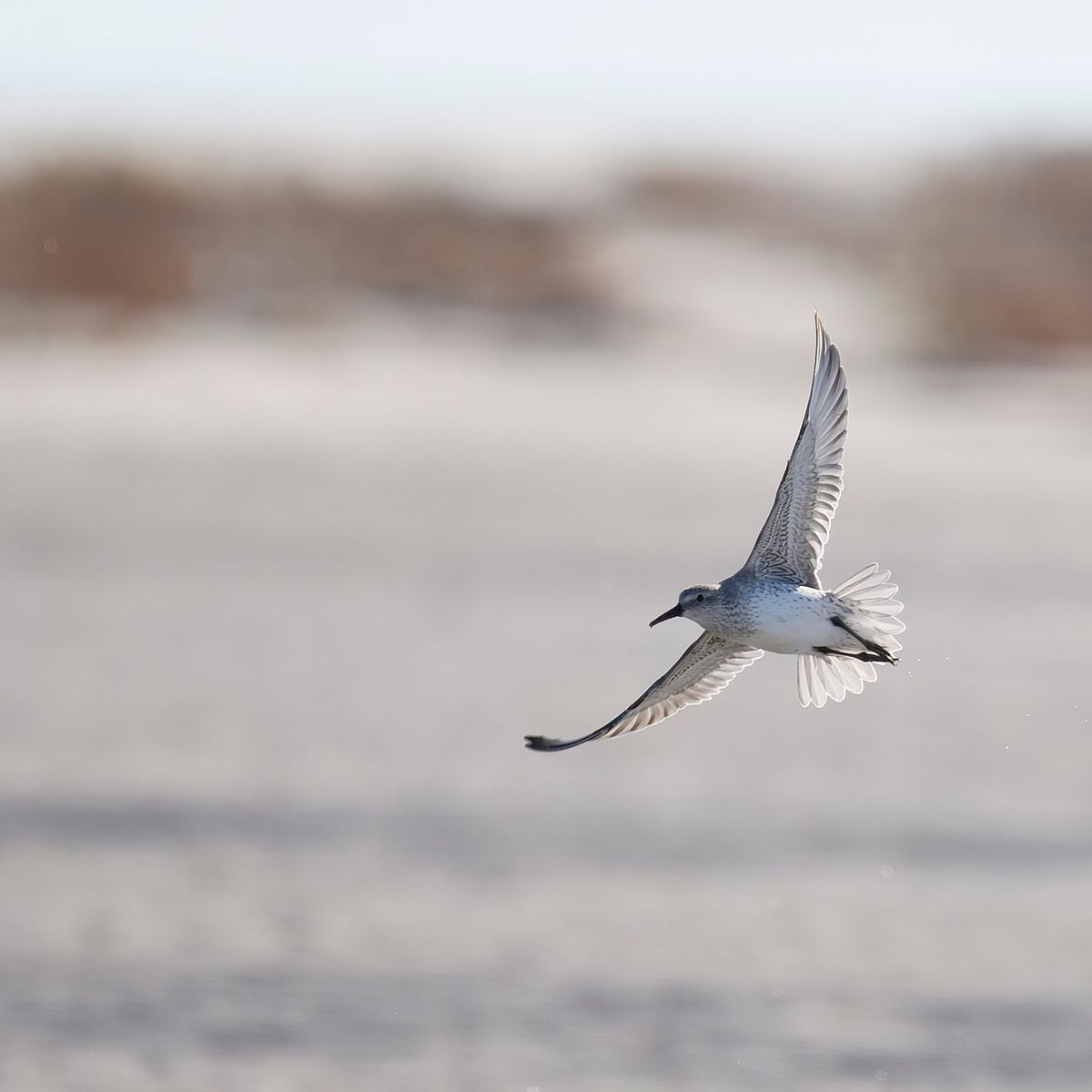 Dunlin