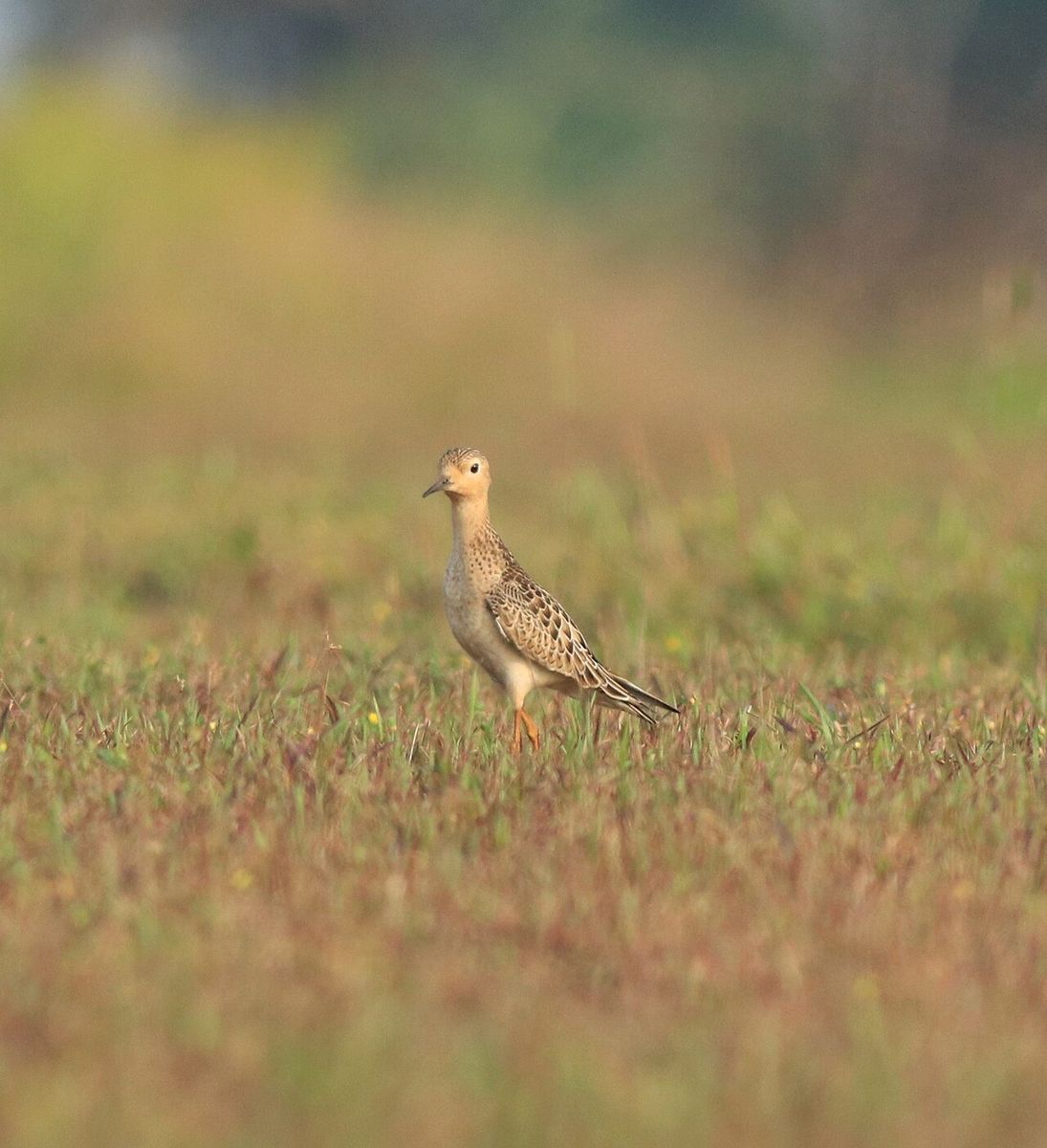 Buff-breasted Sandpiper