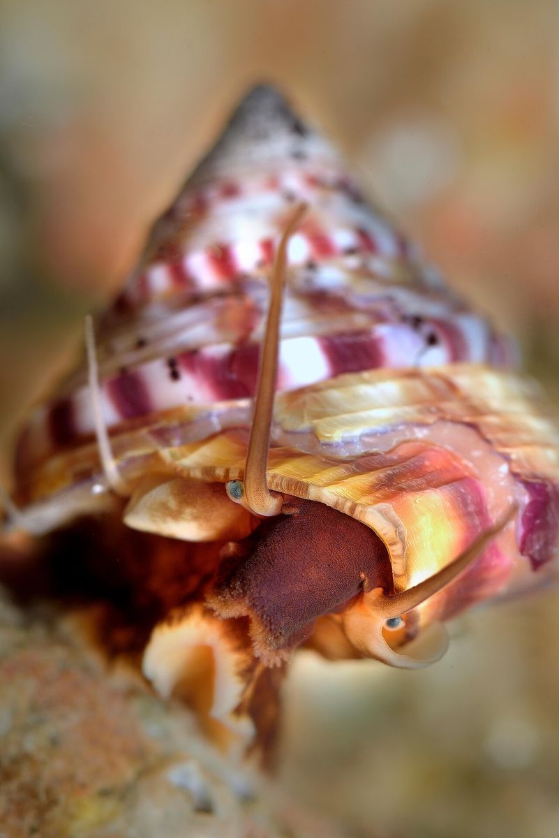 Painted top shell
