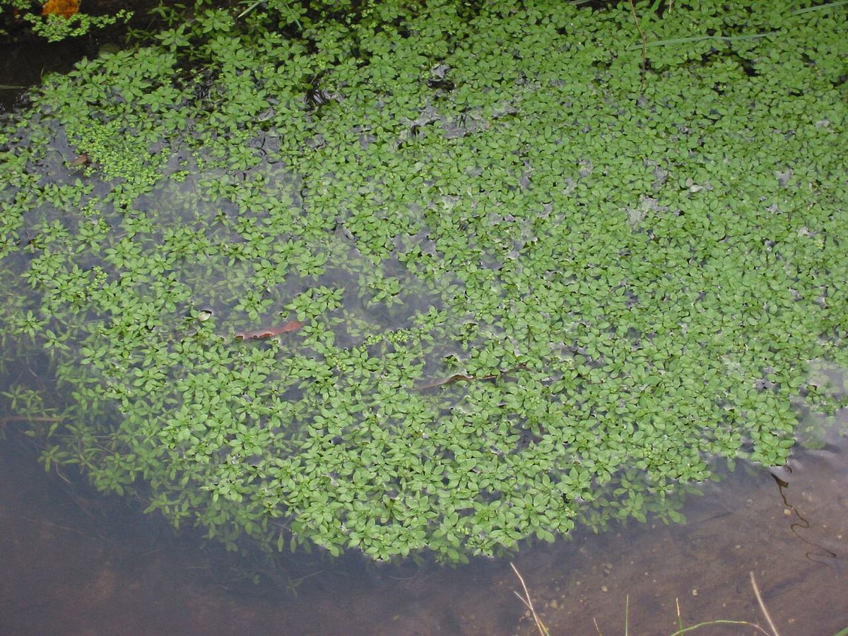 Various-leaved Water-starwort