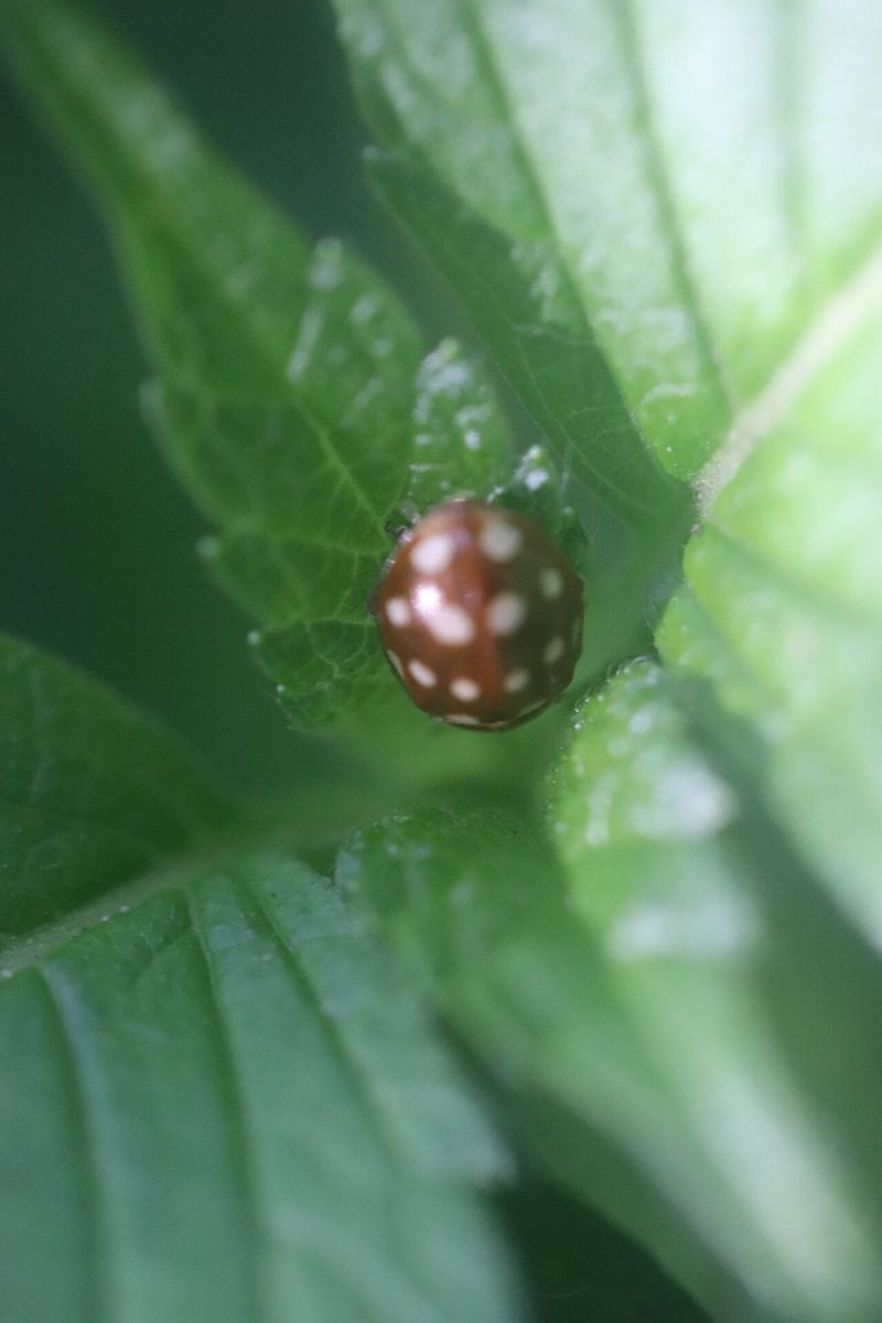 Cream-spot Ladybird