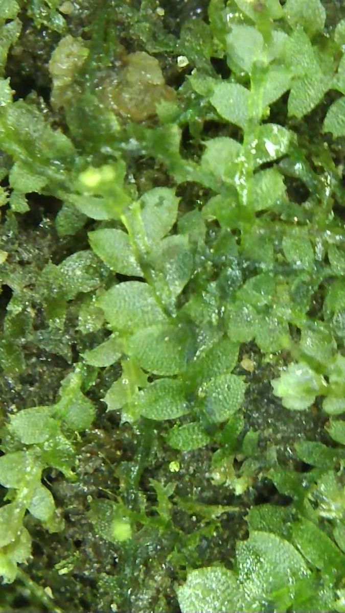 Notched Pouchwort