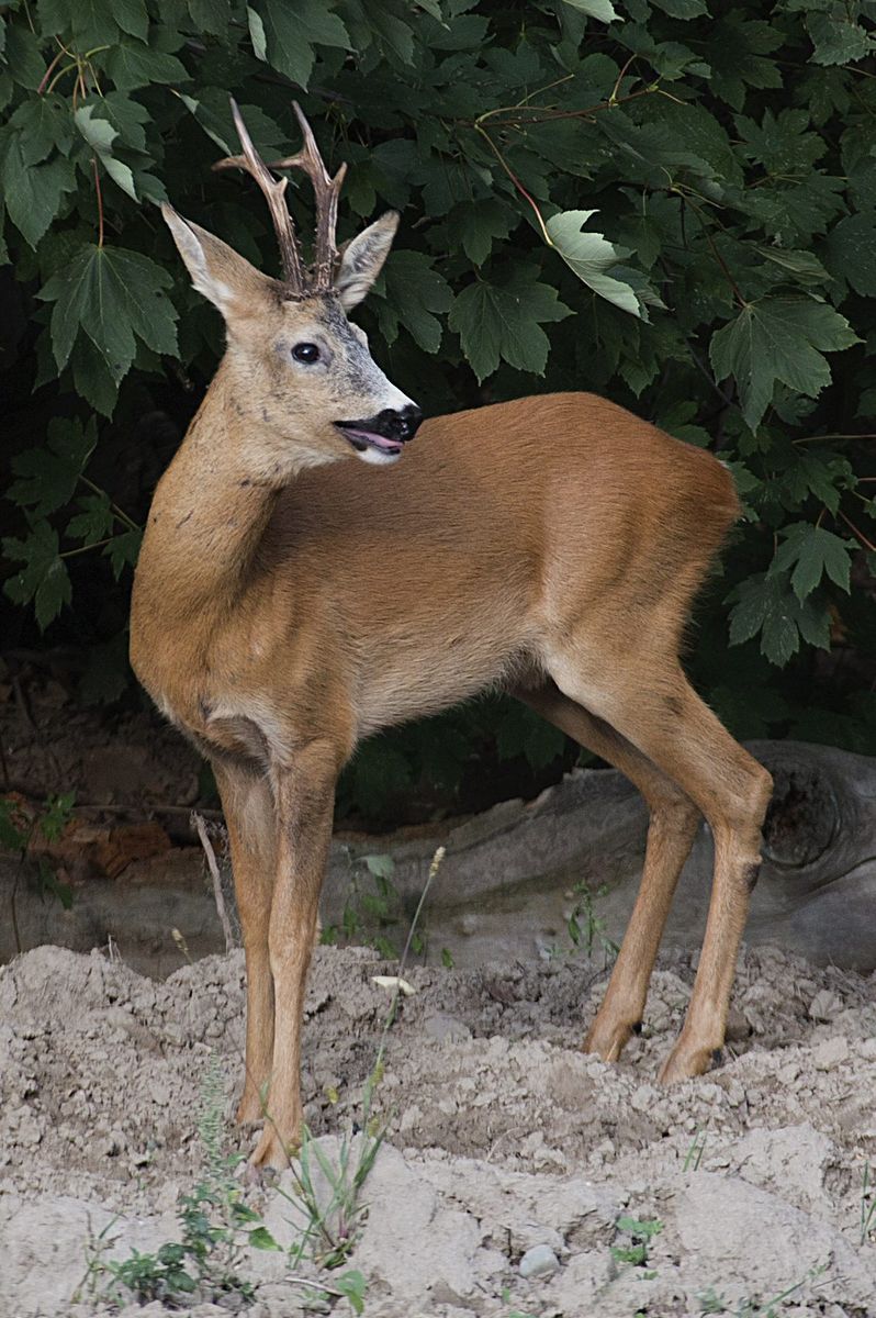 Roe Deer