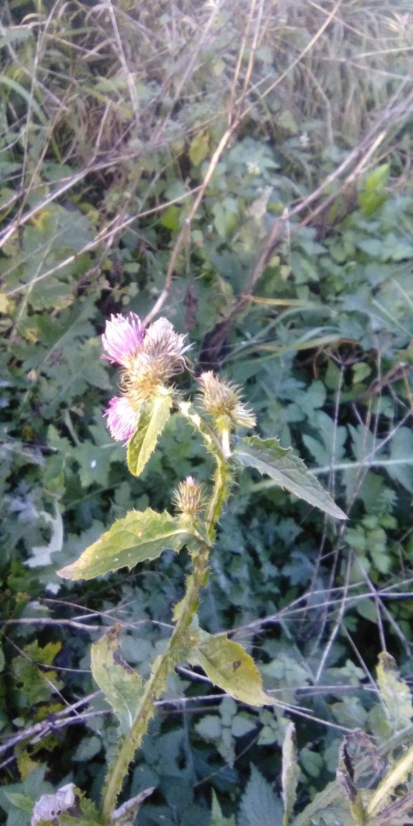 Welted Thistle