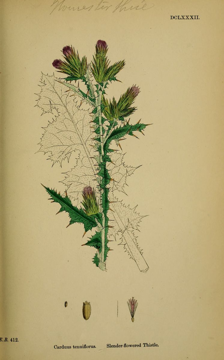 Slender Thistle