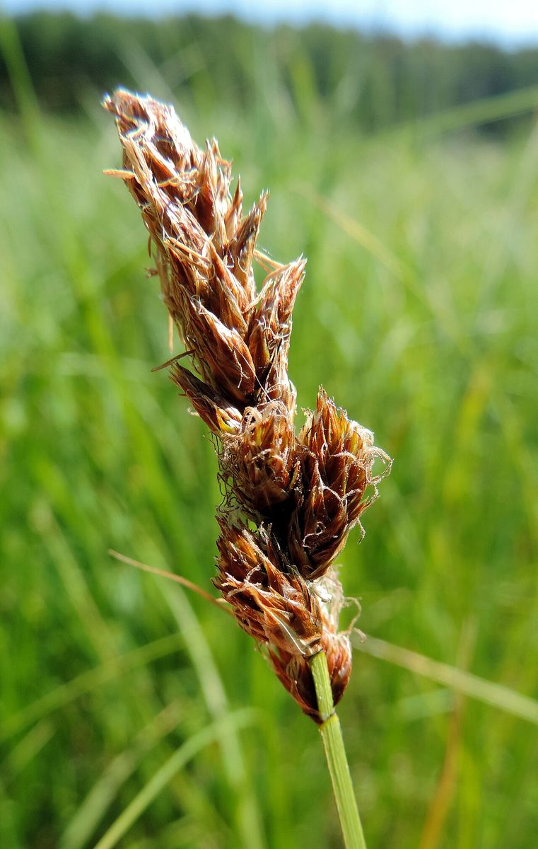 Brown Sedge