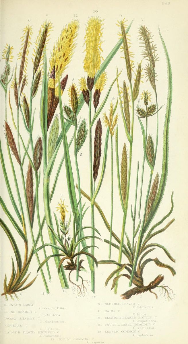 Hairy Sedge