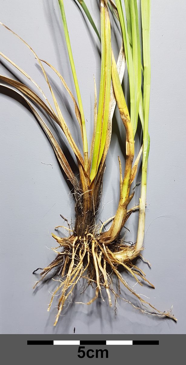 Tawny Sedge