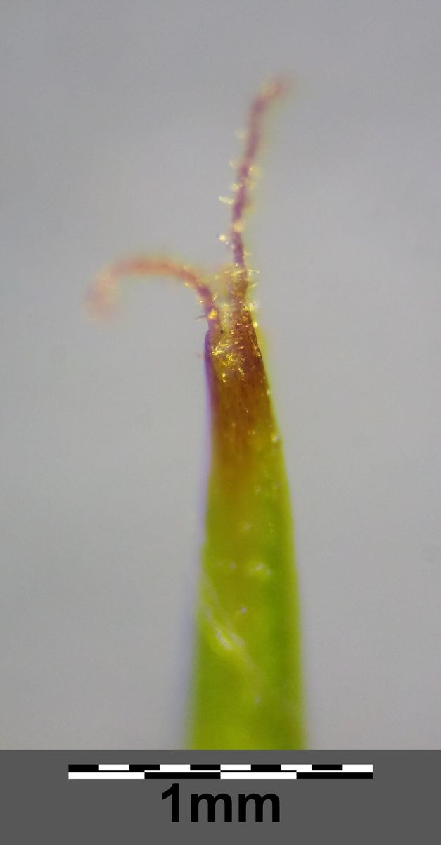 Long-Stalked Yellow Sedge
