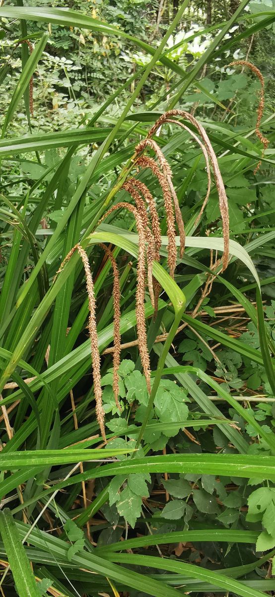 Pendulous Sedge