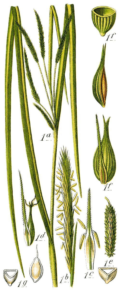 Cyperus Sedge