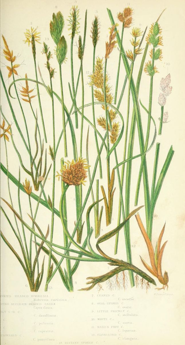 Flea Sedge