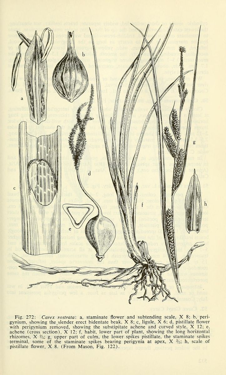 Bottle Sedge