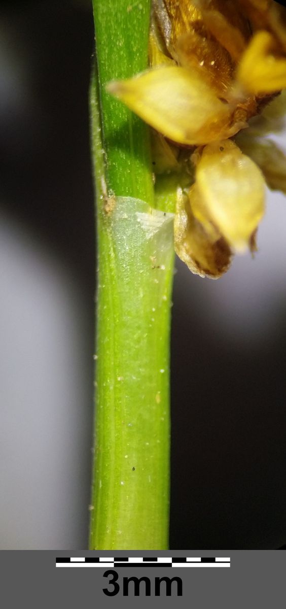 Yellow Sedge