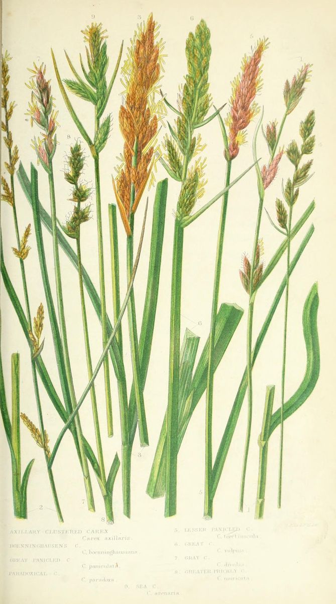 True Fox-sedge