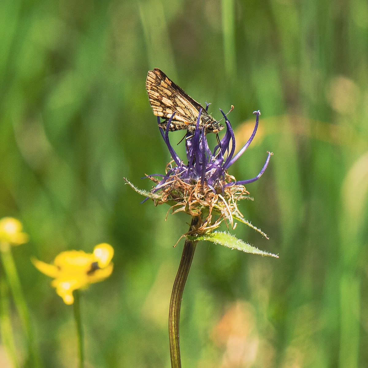 Chequered Skipper