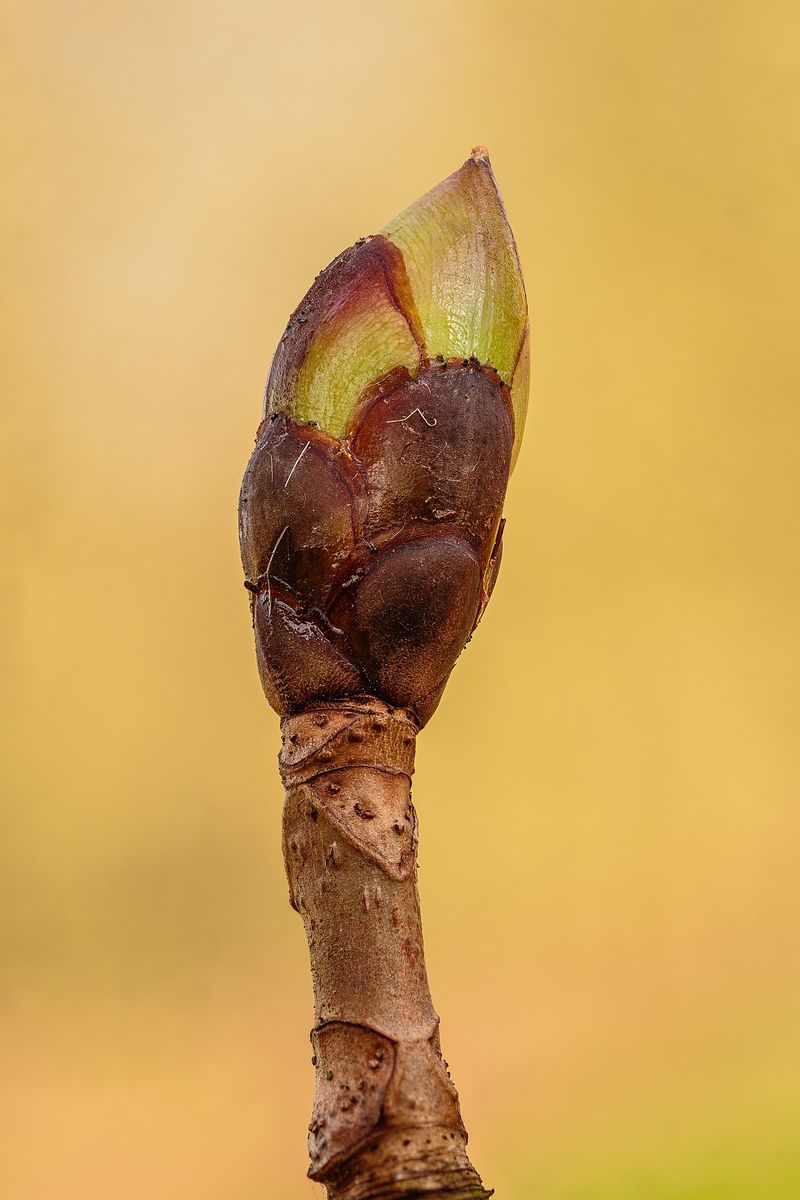 Sweet Chestnut