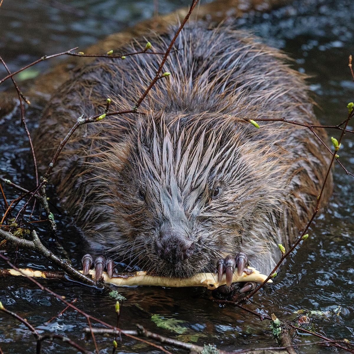Beaver