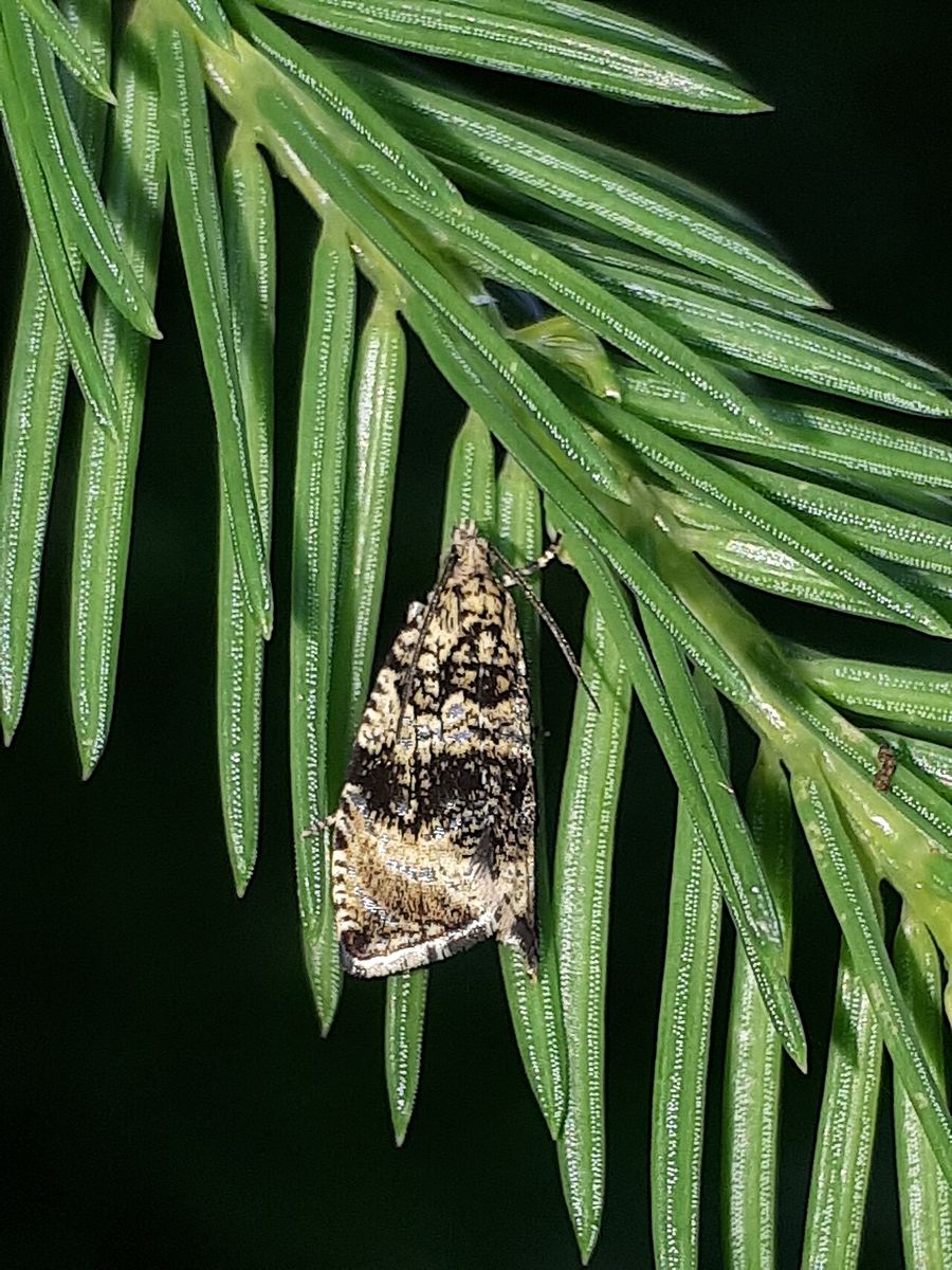 Common Marble