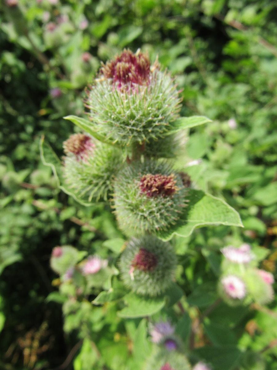 Slender Knapweed