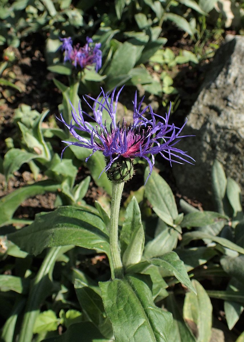 Perennial Cornflower