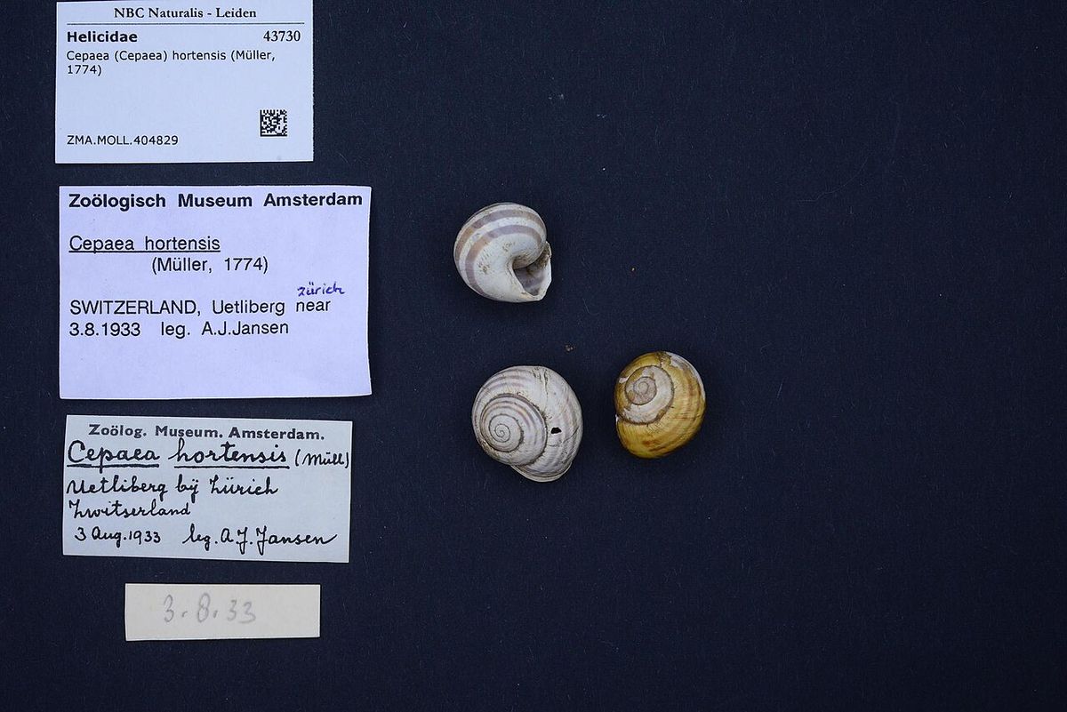 White-lipped Snail