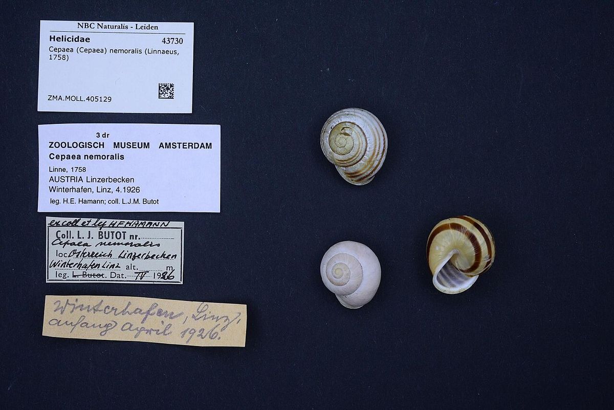 Brown-lipped Snail