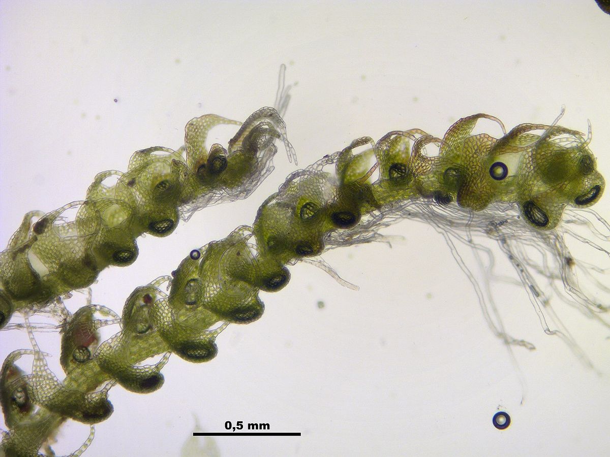 Wood-rust