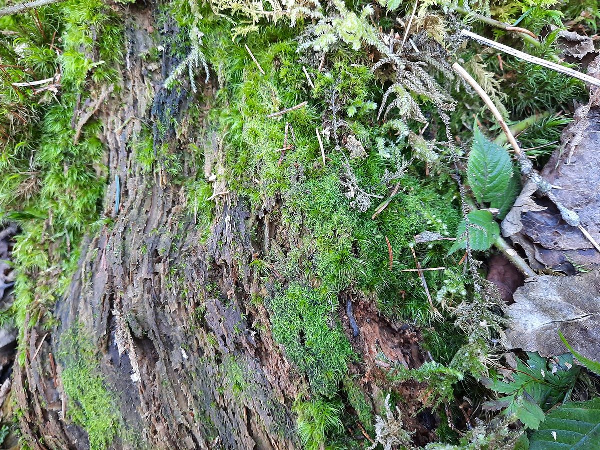 Moon-leaved Pincerwort