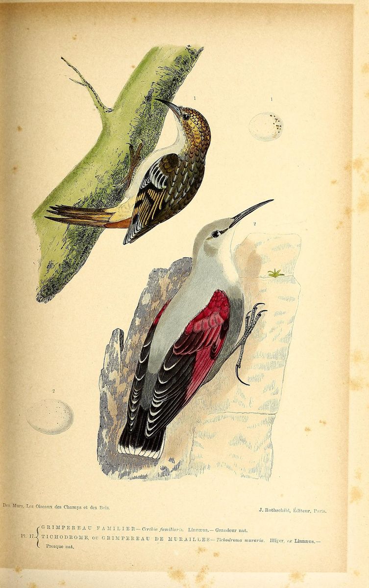 Eurasian Treecreeper