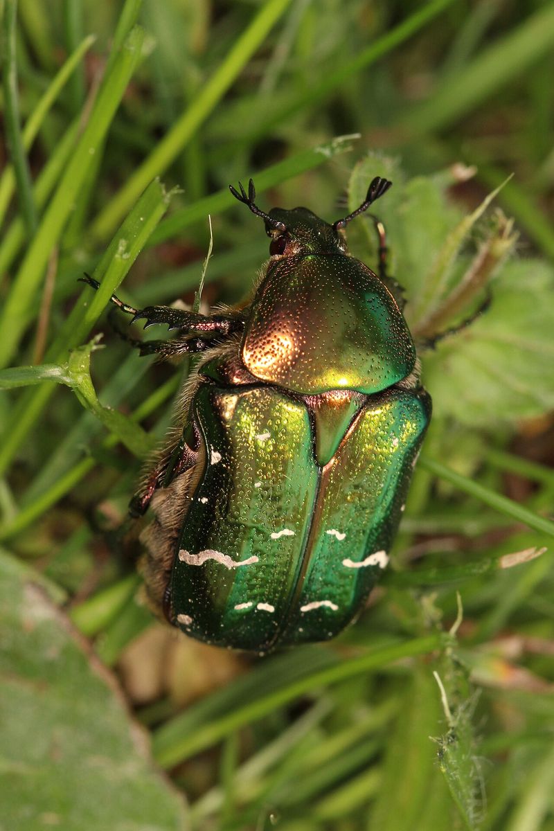 Rose Chafer