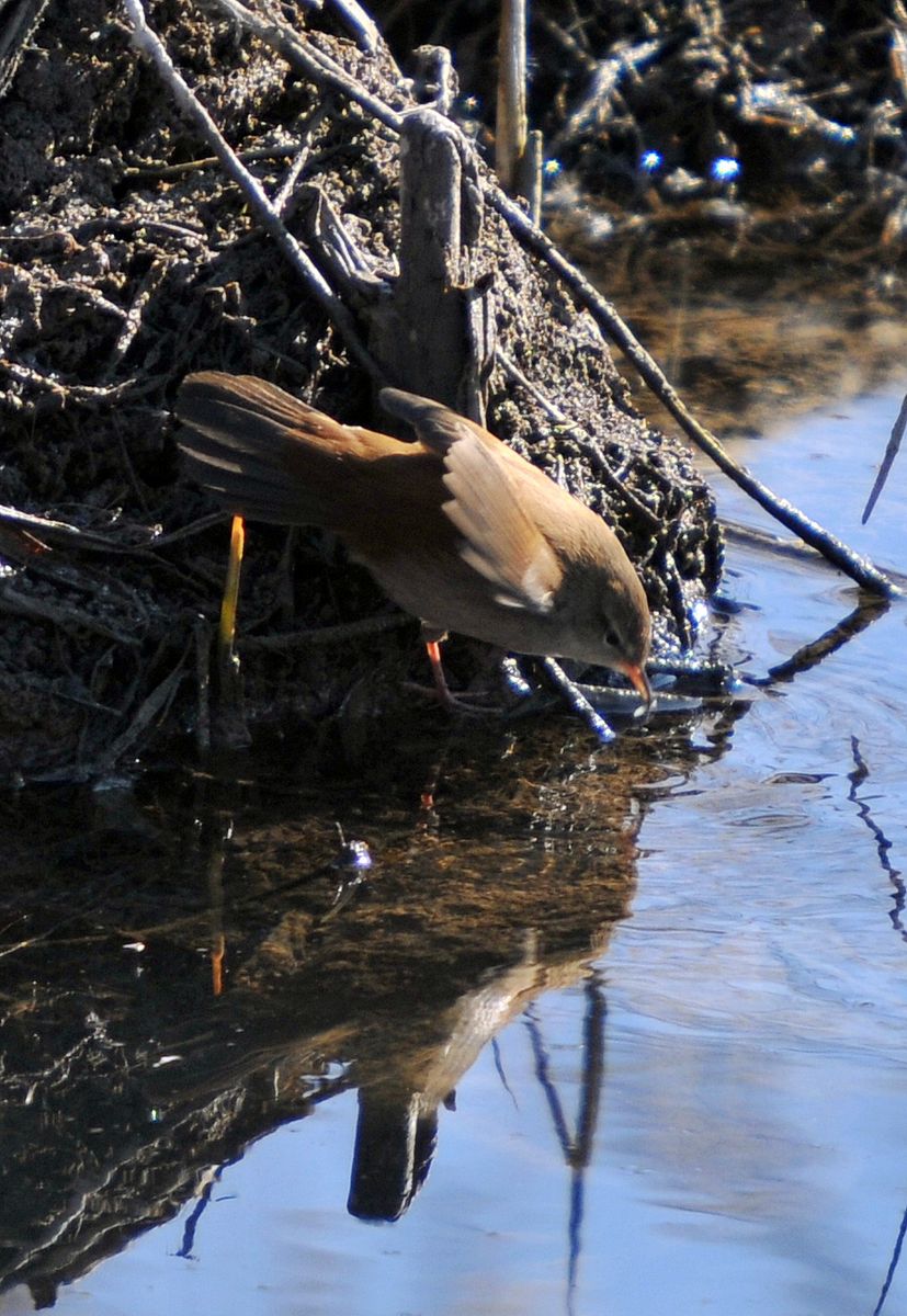 Cetti's Warbler