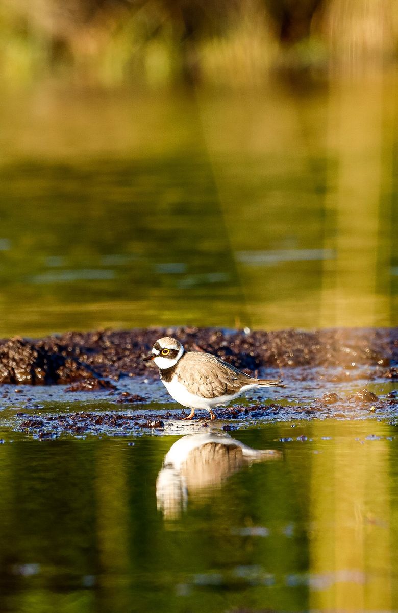 Little Ringed Plover