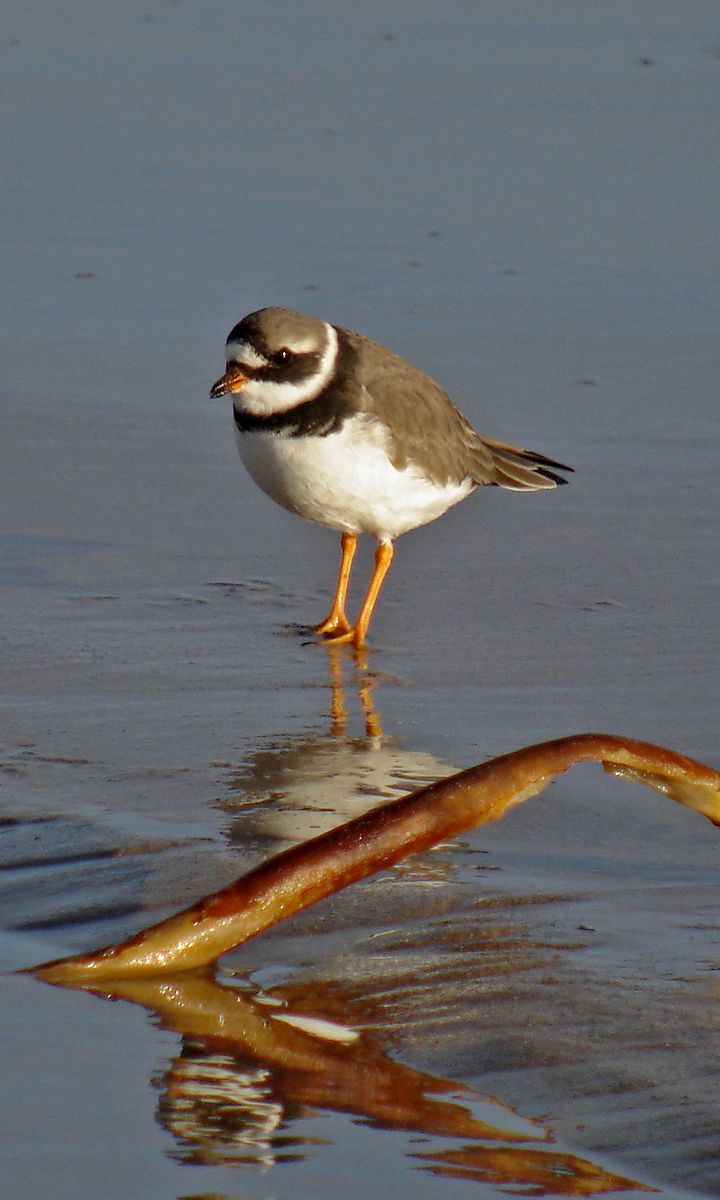 Common Ringed Plover